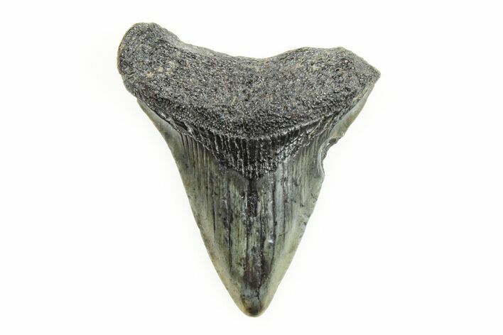 Juvenile Megalodon Tooth - South Carolina #196167